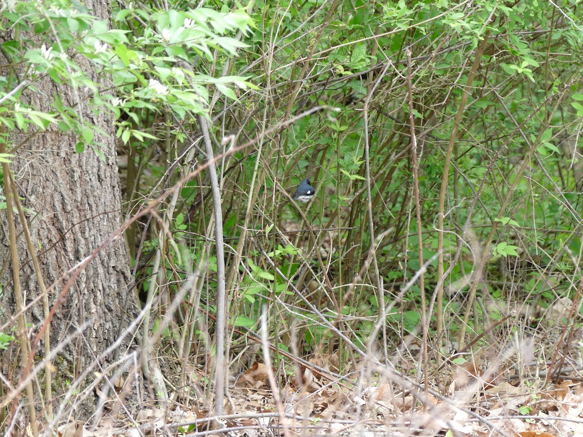 Black-throated Blue Warbler - ML56626991