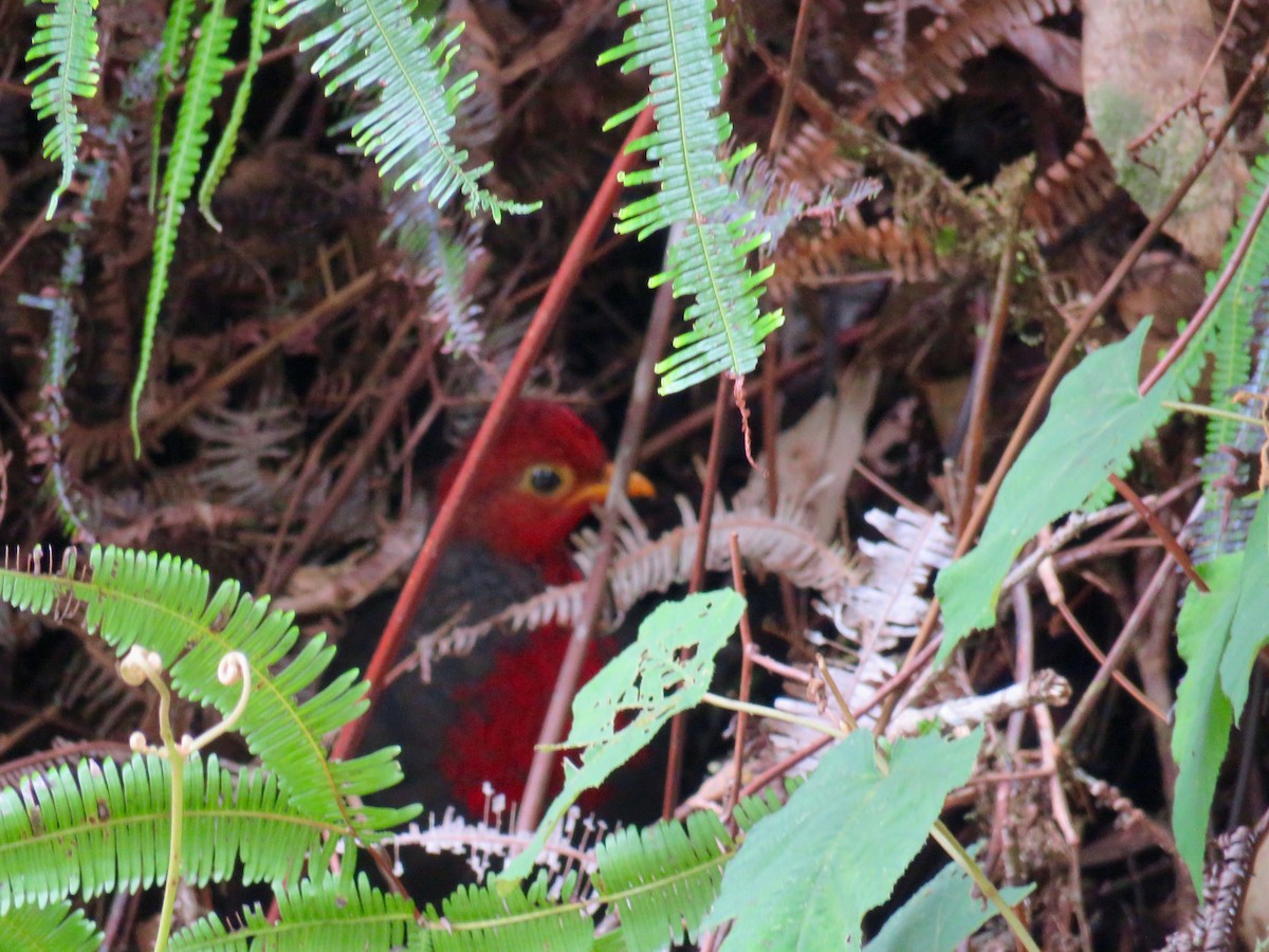 Crimson-headed Partridge - GARY DOUGLAS