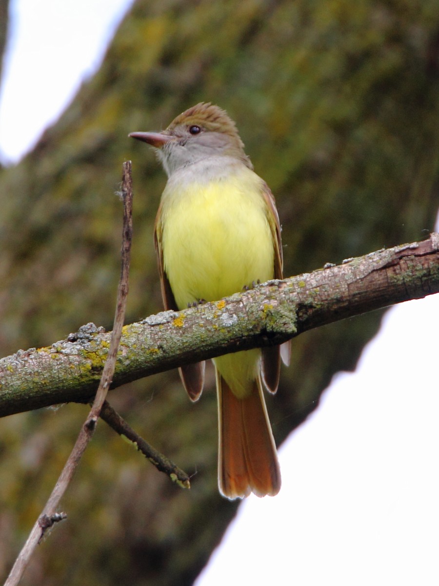 Great Crested Flycatcher - ML56627131