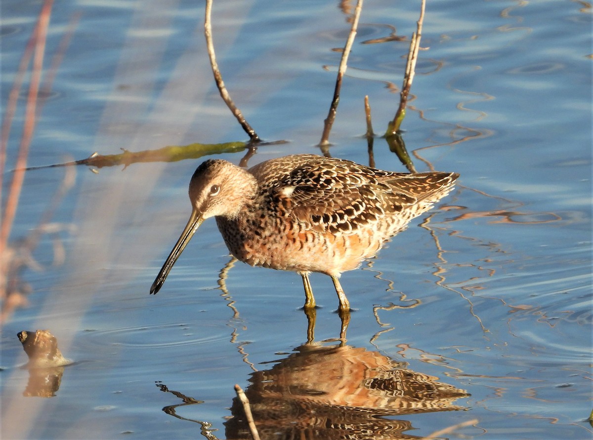 Long-billed Dowitcher - ML566271721
