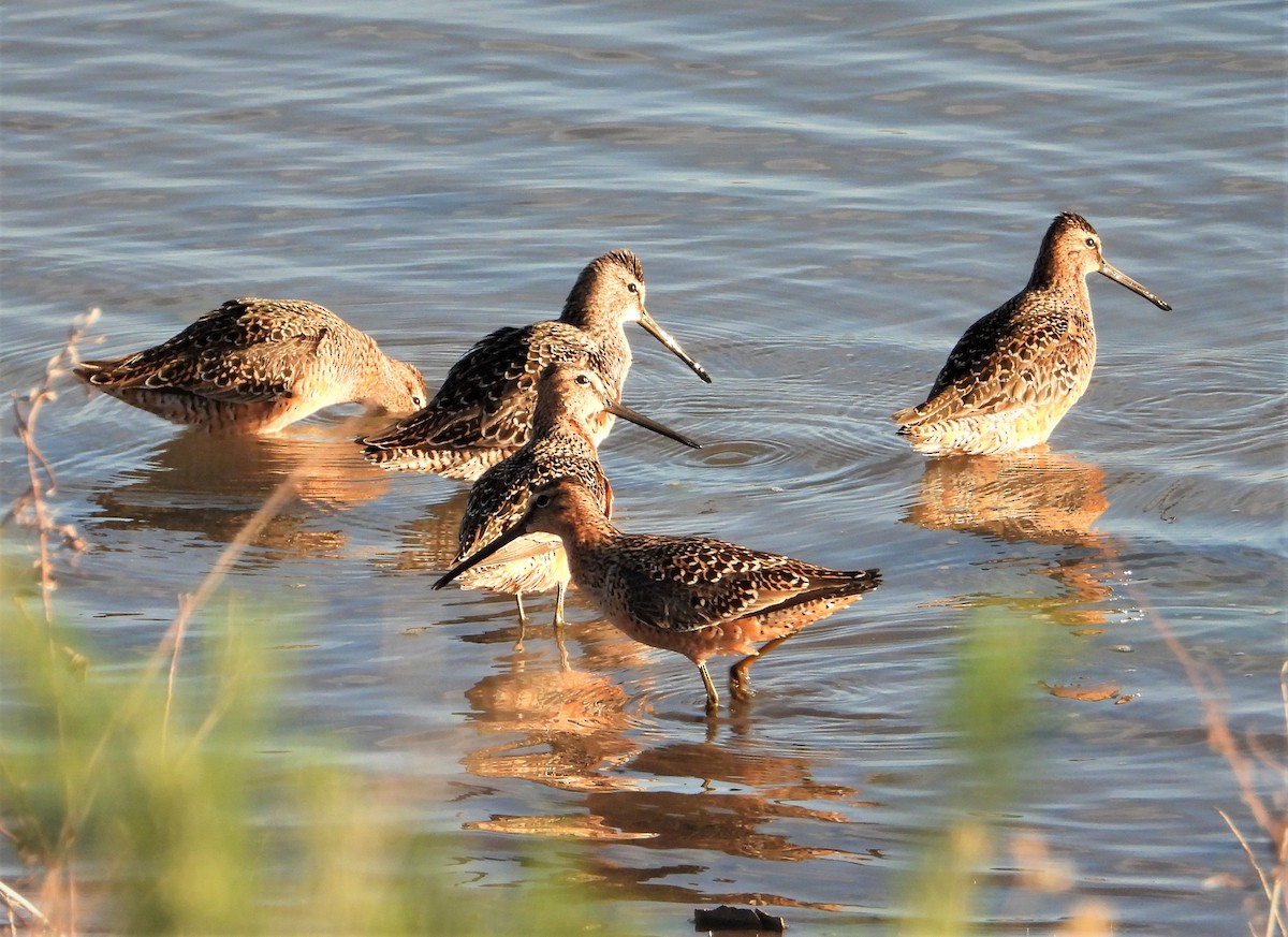 Long-billed Dowitcher - ML566271731