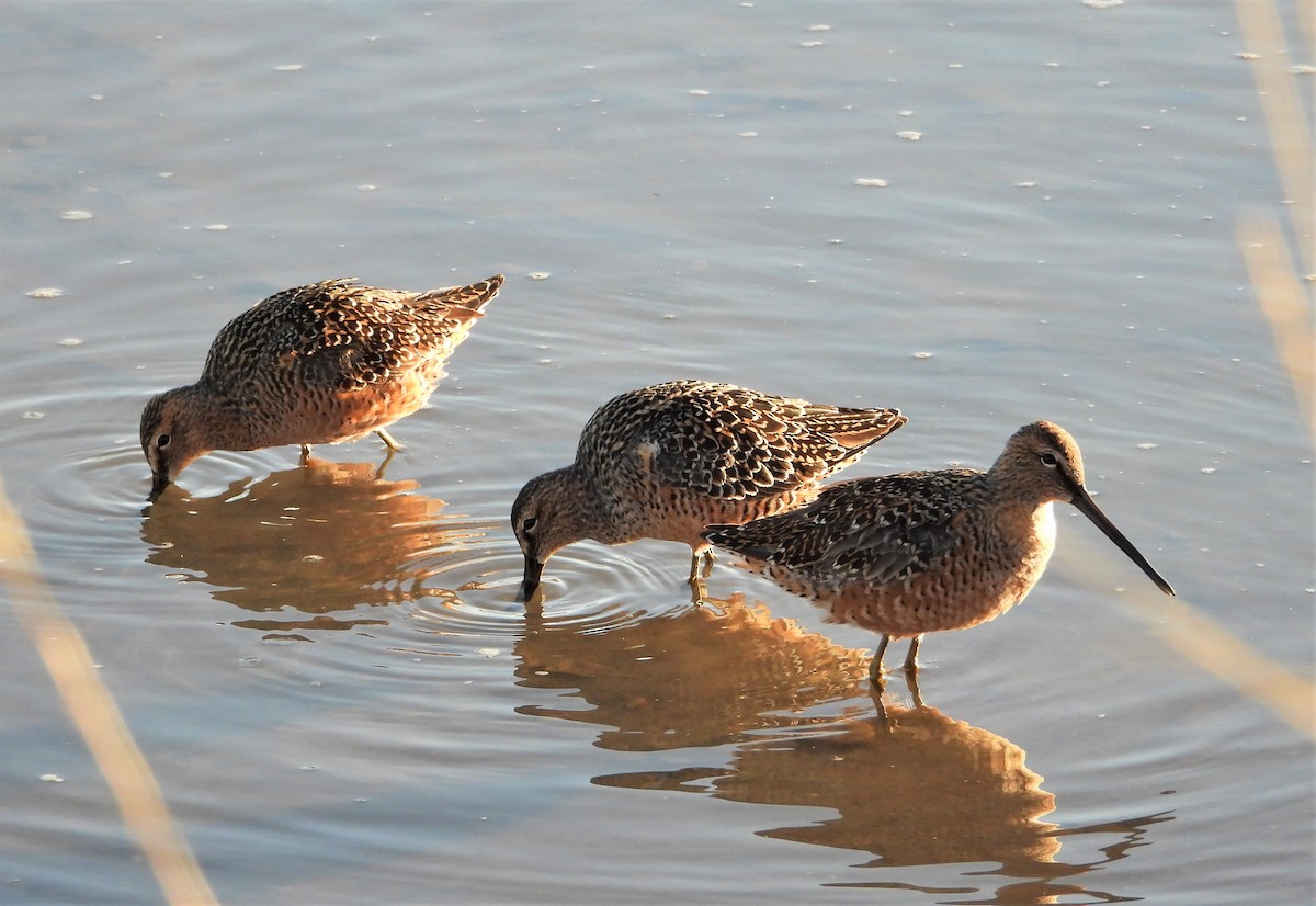 Long-billed Dowitcher - ML566271741