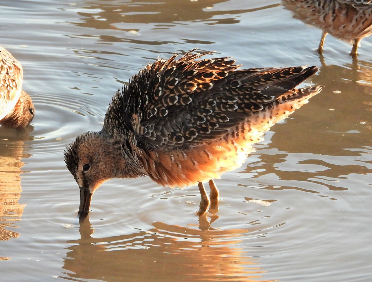 Long-billed Dowitcher - ML566271751
