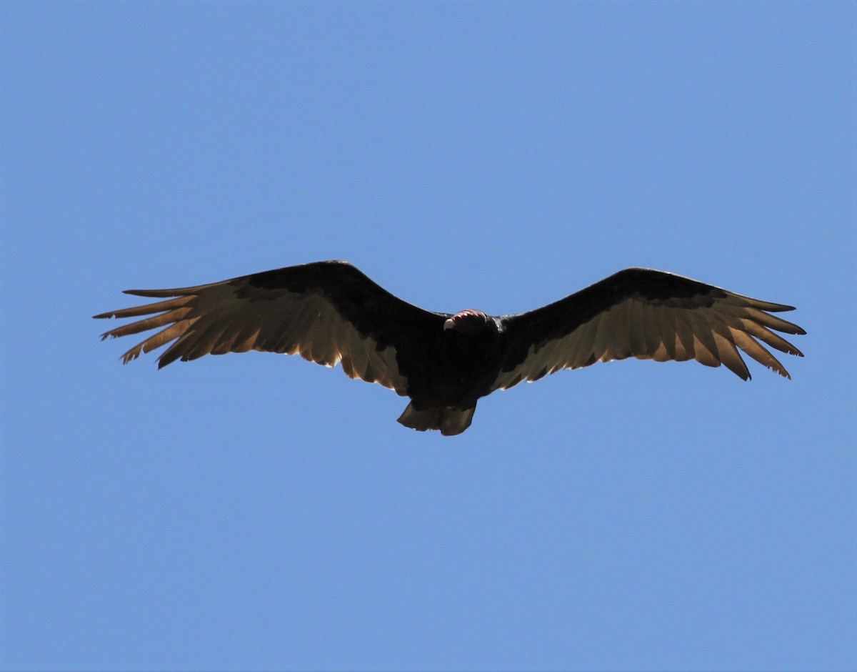 Turkey Vulture - ML566272111