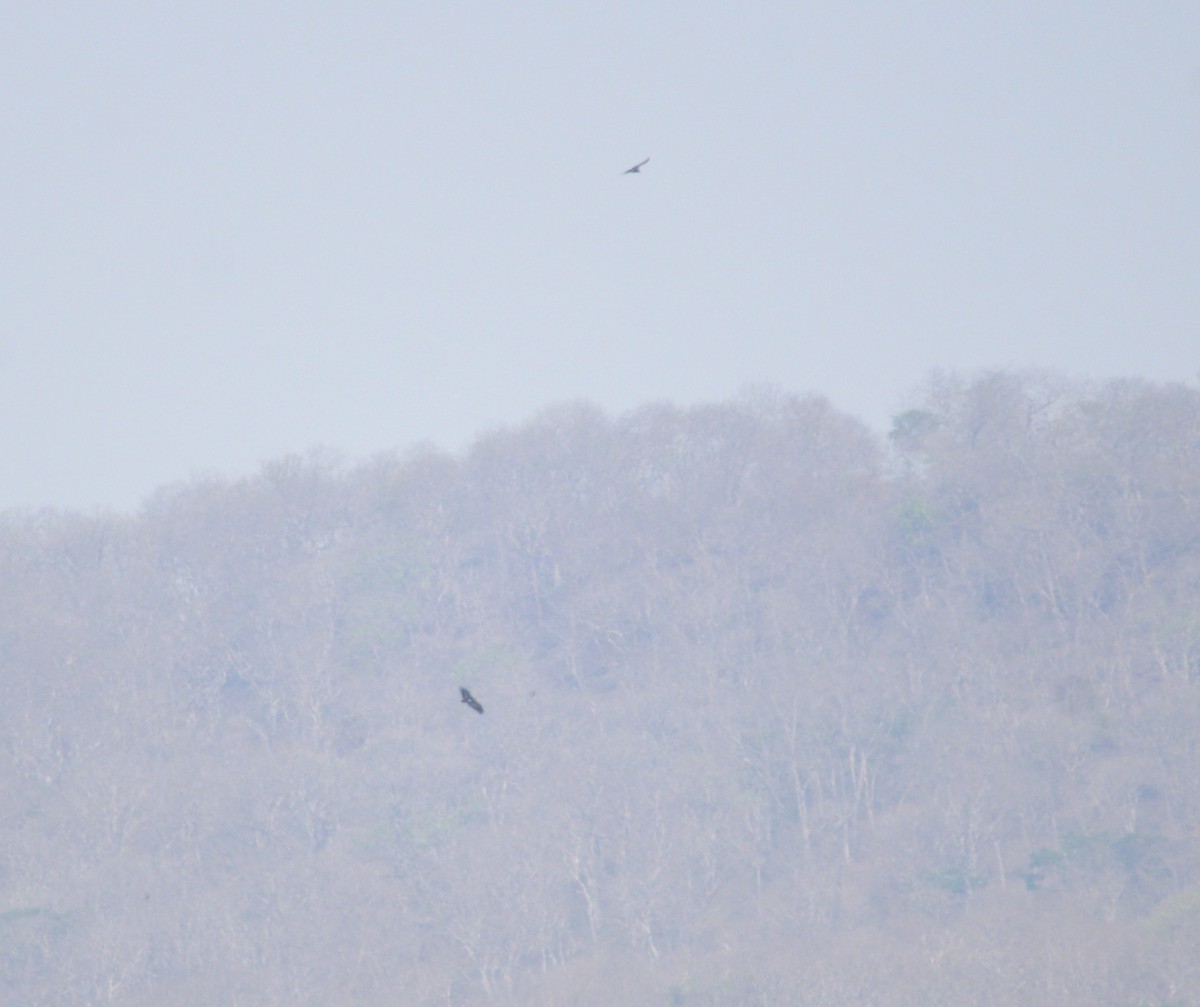 Red-headed Vulture - ML56627351