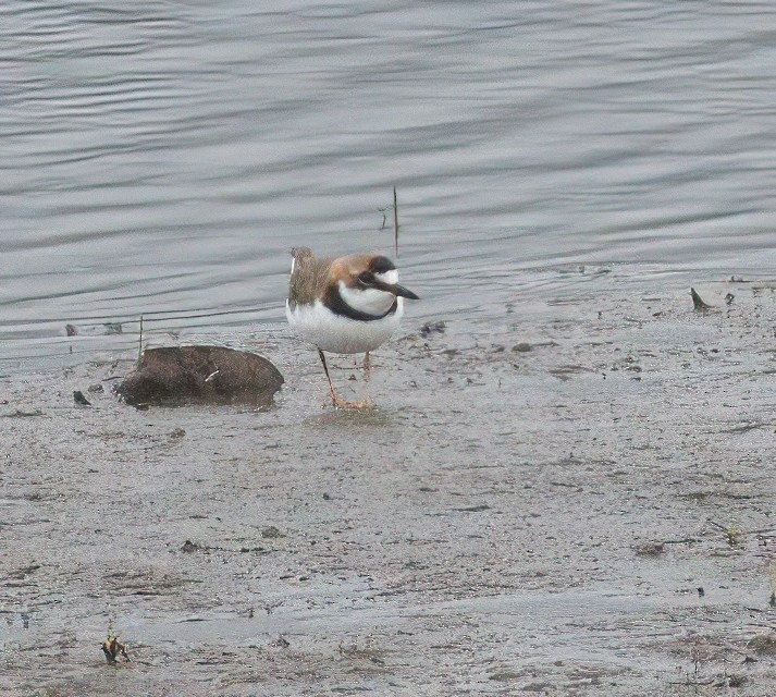 Collared Plover - ML566275291