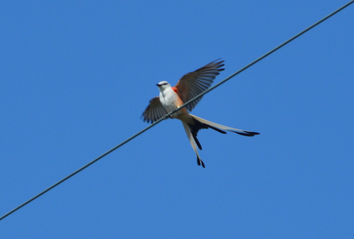 Scissor-tailed Flycatcher - ML566277611