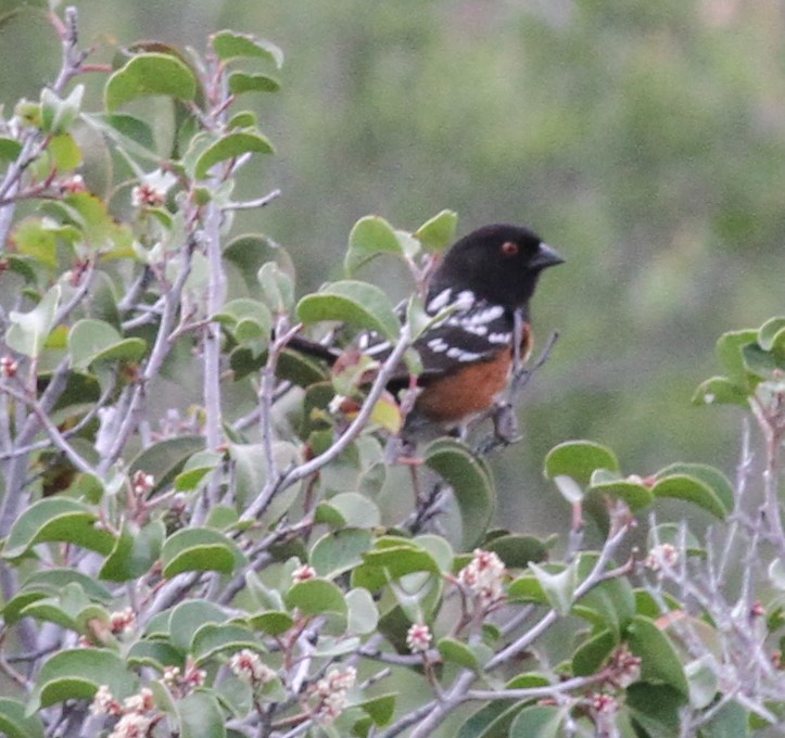Spotted Towhee - ML566278251