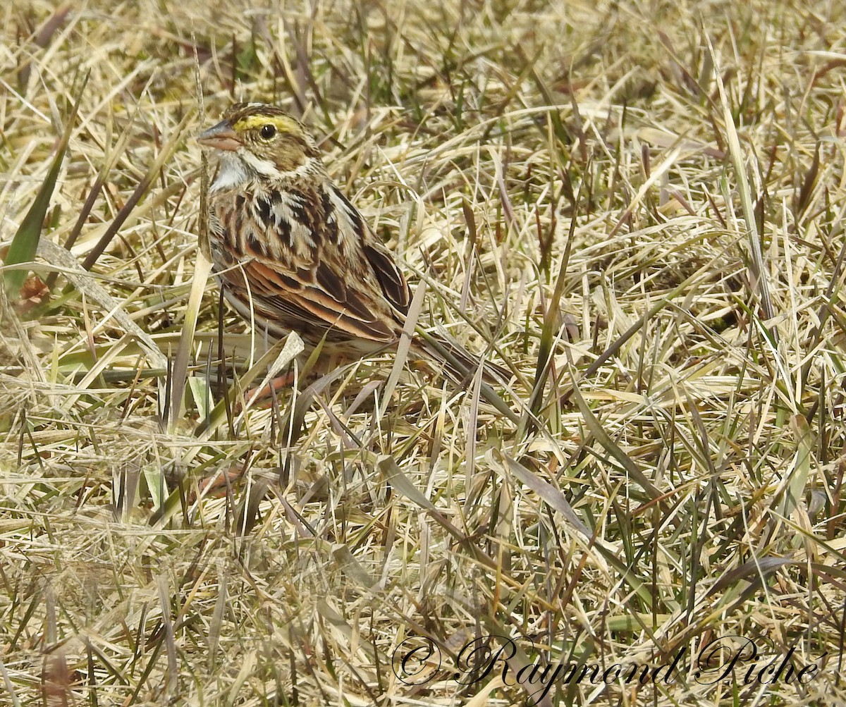 Savannah Sparrow - ML56628161