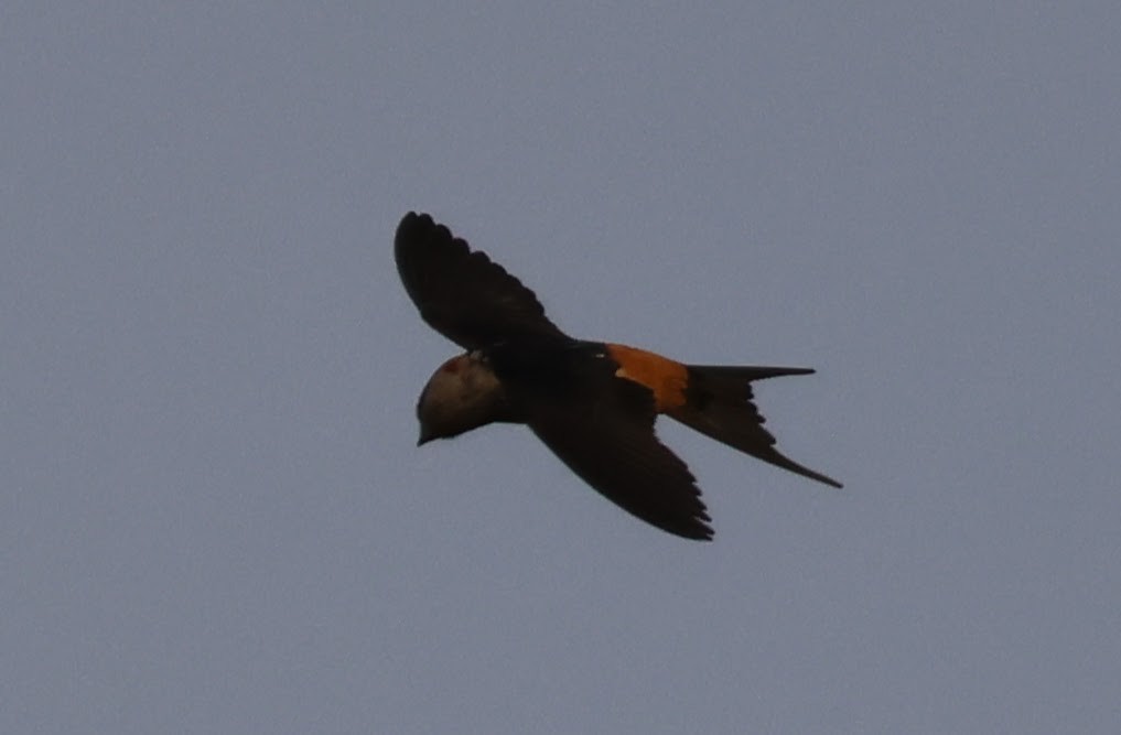 Red-rumped Swallow - ML566282981