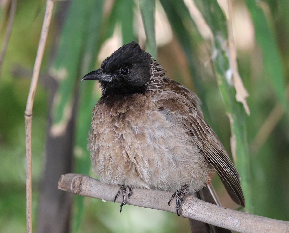 Red-vented Bulbul - ML566283371