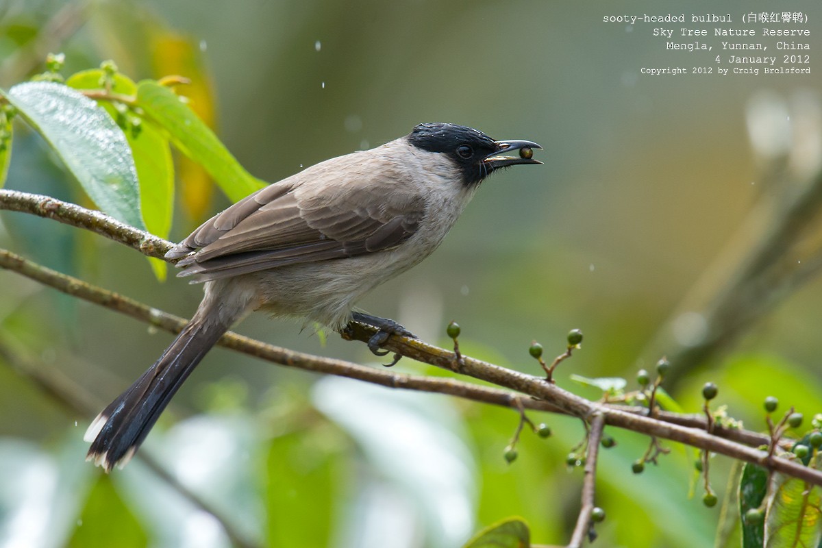 Sooty-headed Bulbul - Craig Brelsford