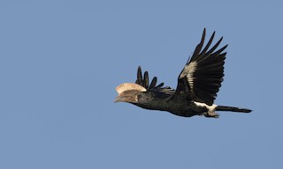  - Silvery-cheeked Hornbill