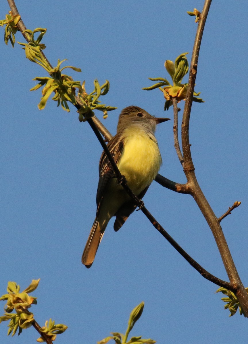 Great Crested Flycatcher - ML56628961