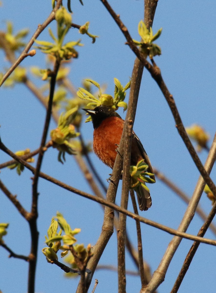 Orchard Oriole - ML56629021