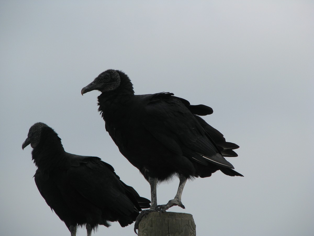 Black Vulture - ML566292251