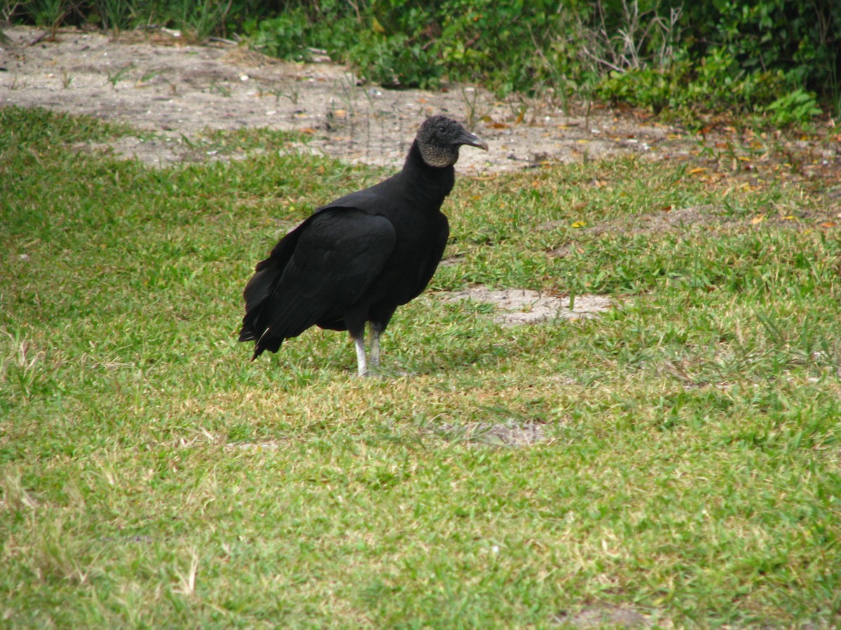 Black Vulture - ML566293251