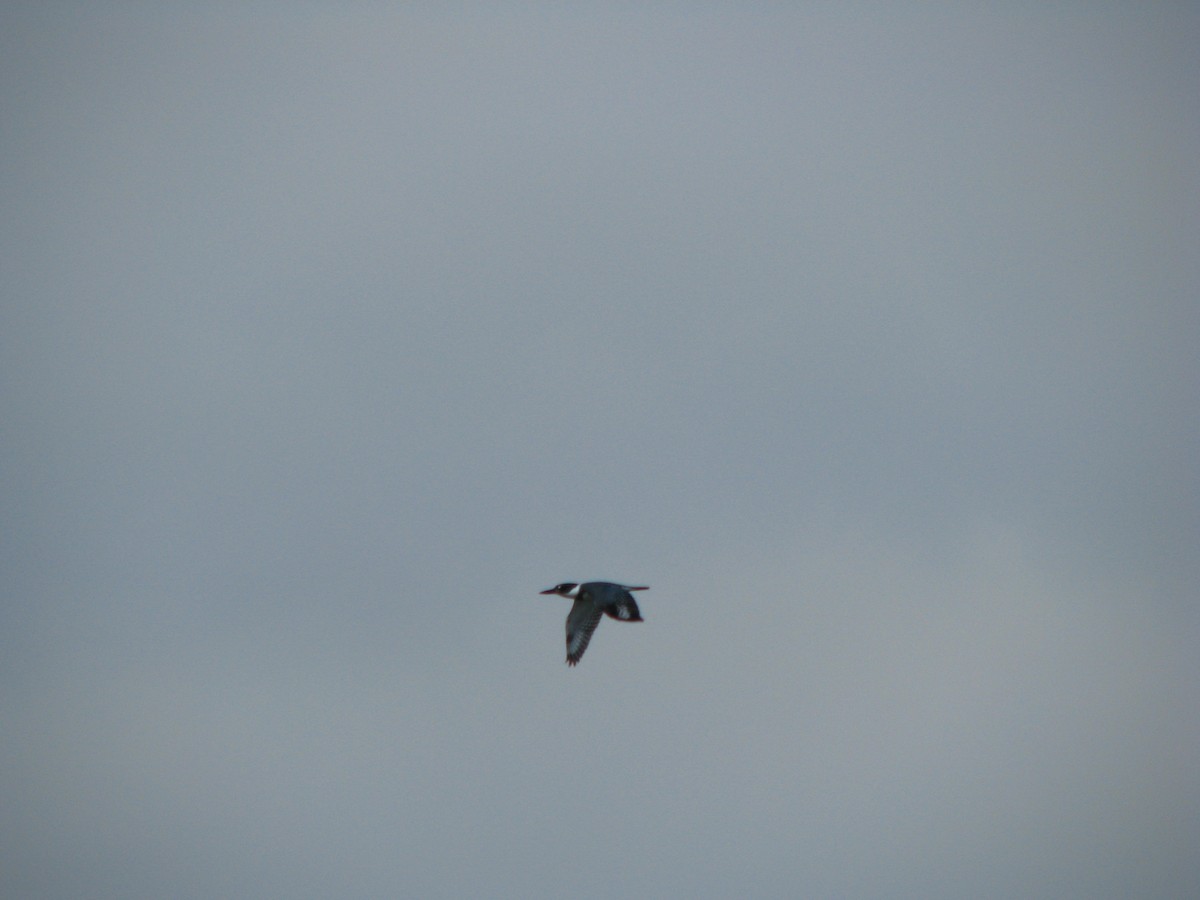 Belted Kingfisher - ML566293601