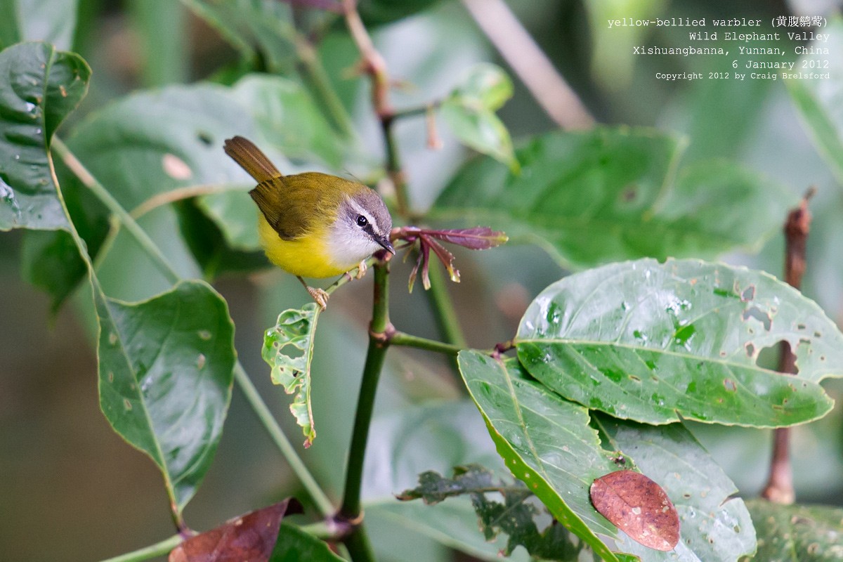 Yellow-bellied Warbler - ML56629531