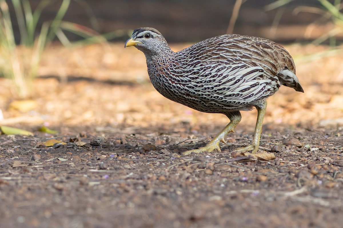 Double-spurred Spurfowl - ML566297901