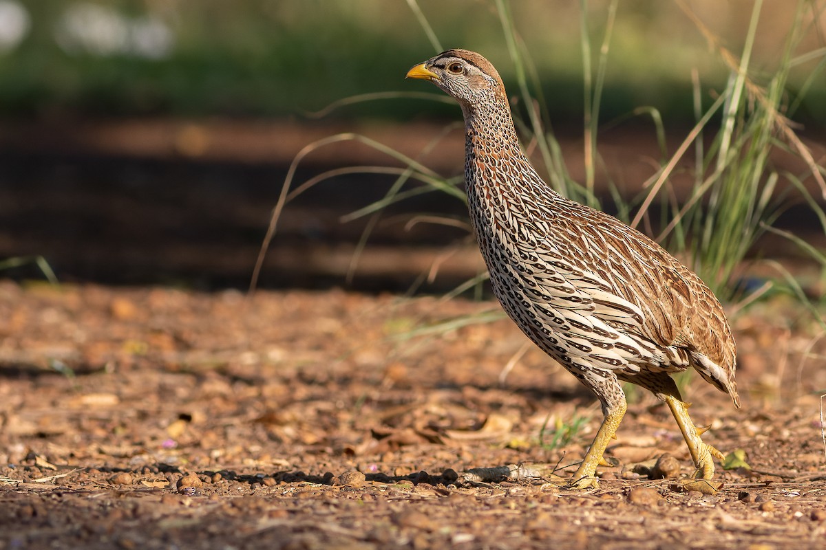 Double-spurred Spurfowl - ML566297911