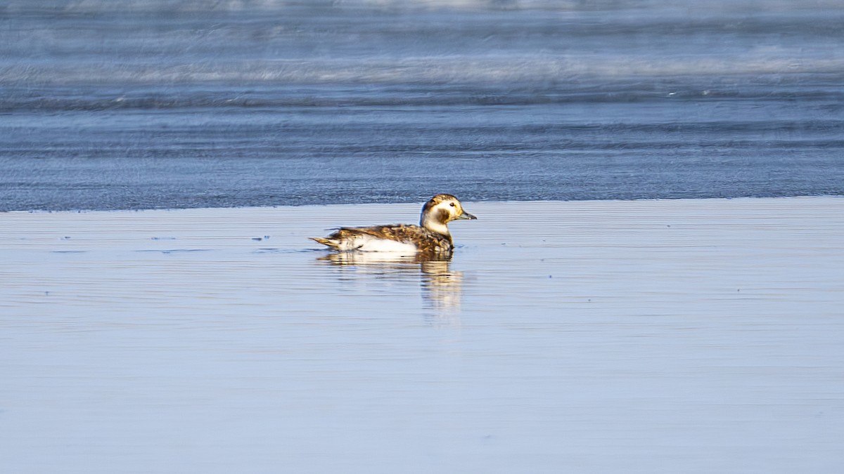 Long-tailed Duck - Xinyi Li