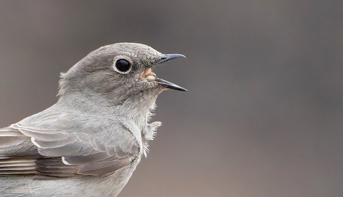 Townsend's Solitaire - ML566299631