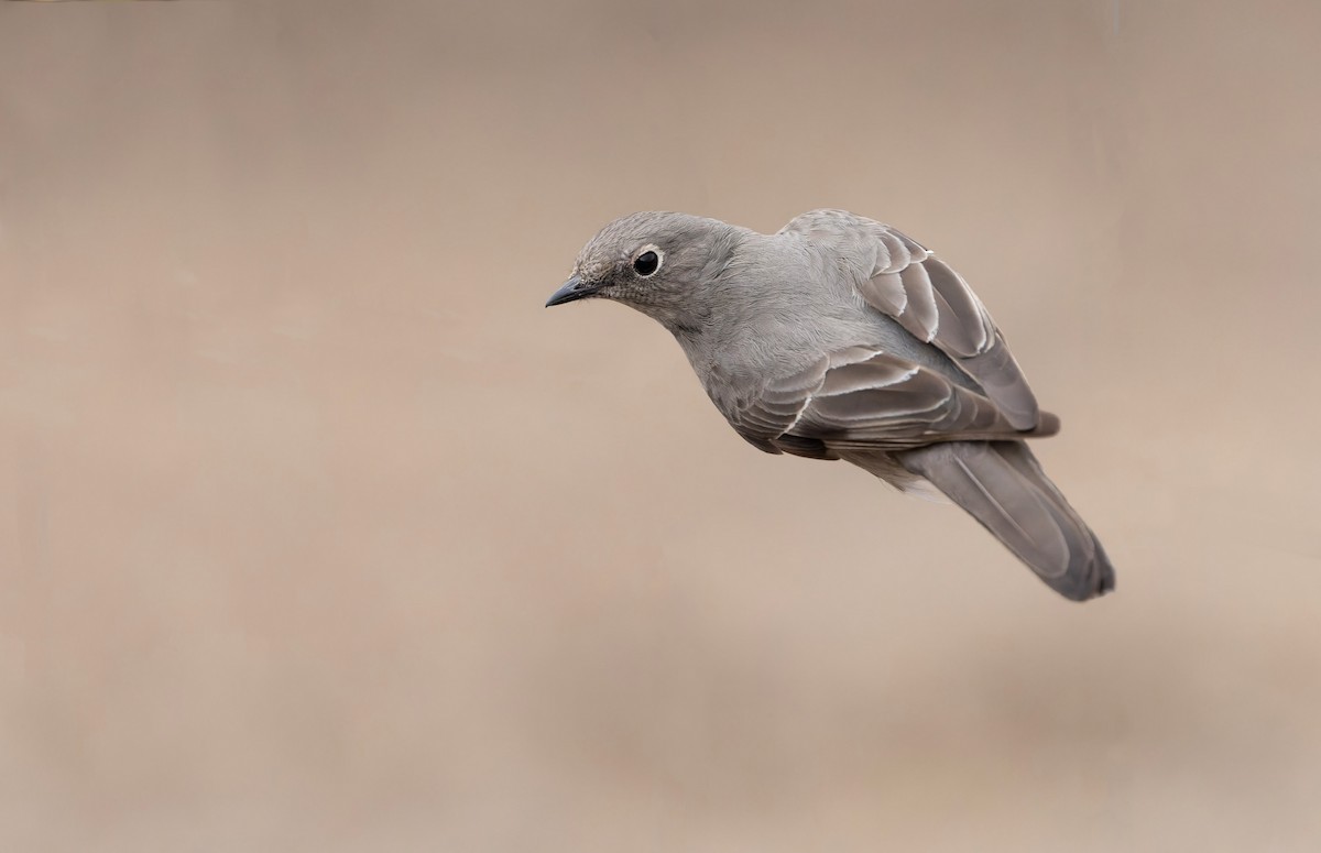 Townsend's Solitaire - ML566299641