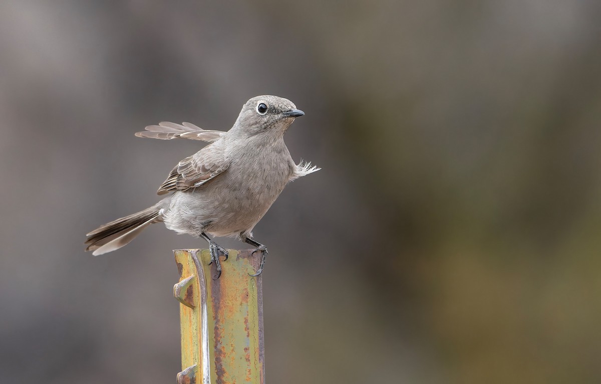 Townsend's Solitaire - ML566299661