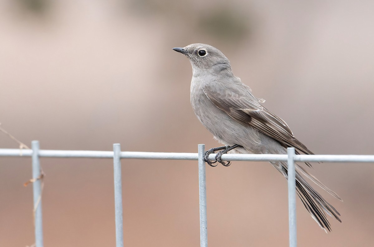 Townsend's Solitaire - ML566299671