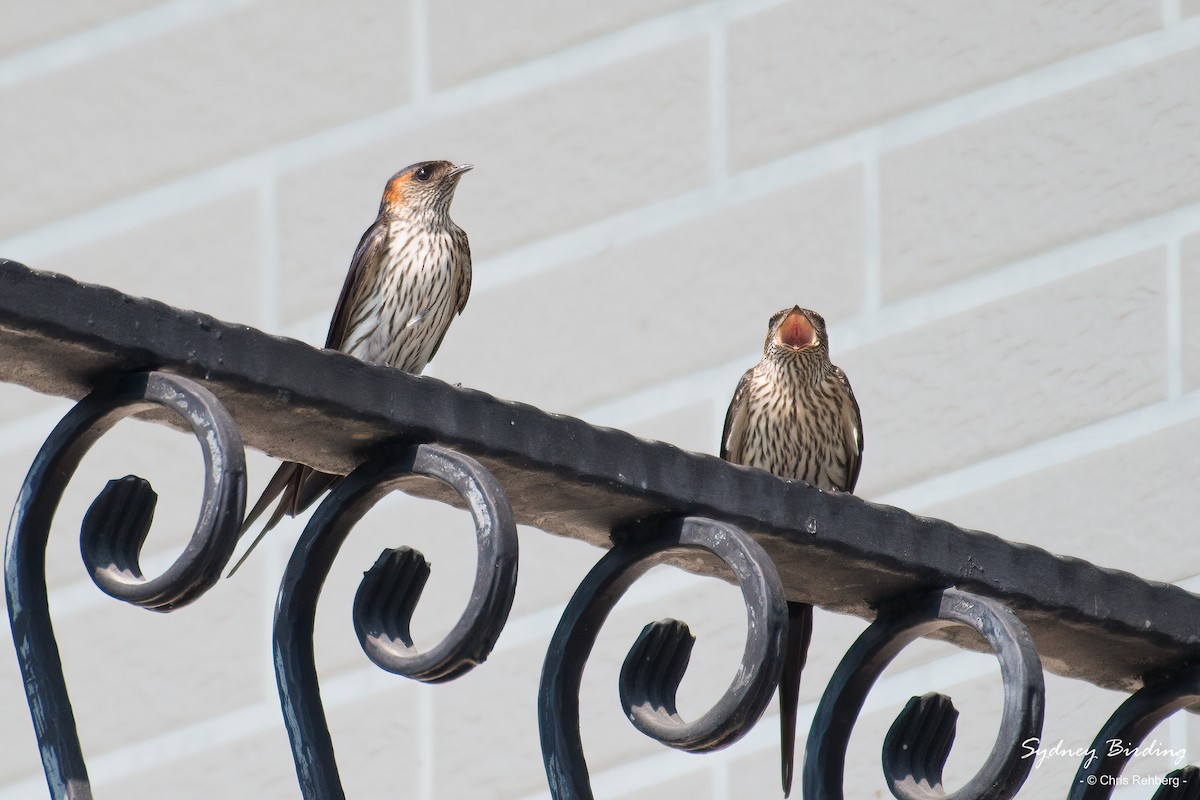 Striated Swallow - Chris Rehberg  | Sydney Birding