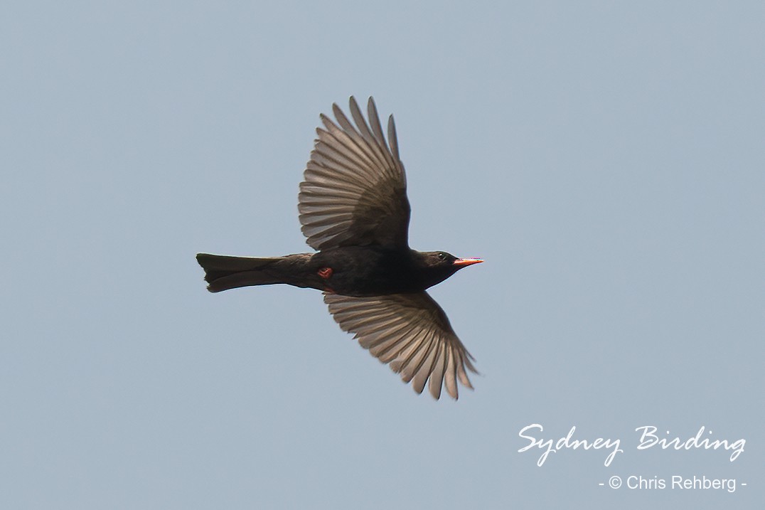 Black Bulbul - Chris Rehberg  | Sydney Birding