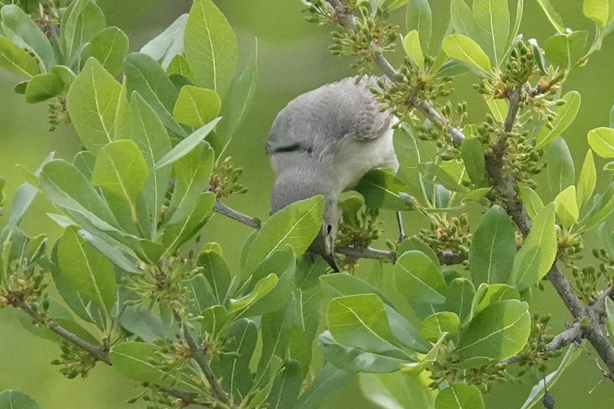 Lucy's Warbler - ML566300821