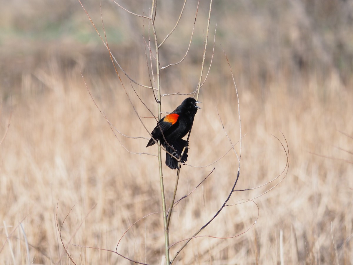 Red-winged Blackbird - Waranont Wiwaha