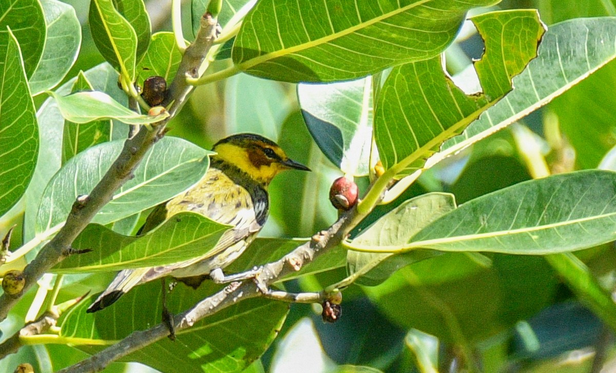 Cape May Warbler - ML566307651
