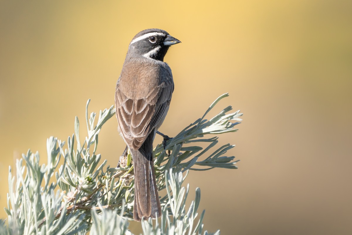 Black-throated Sparrow - ML566309221