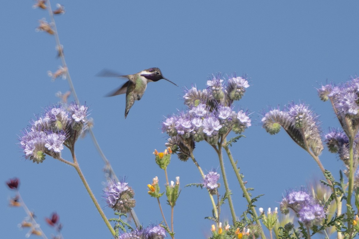 Costa's Hummingbird - ML566309321