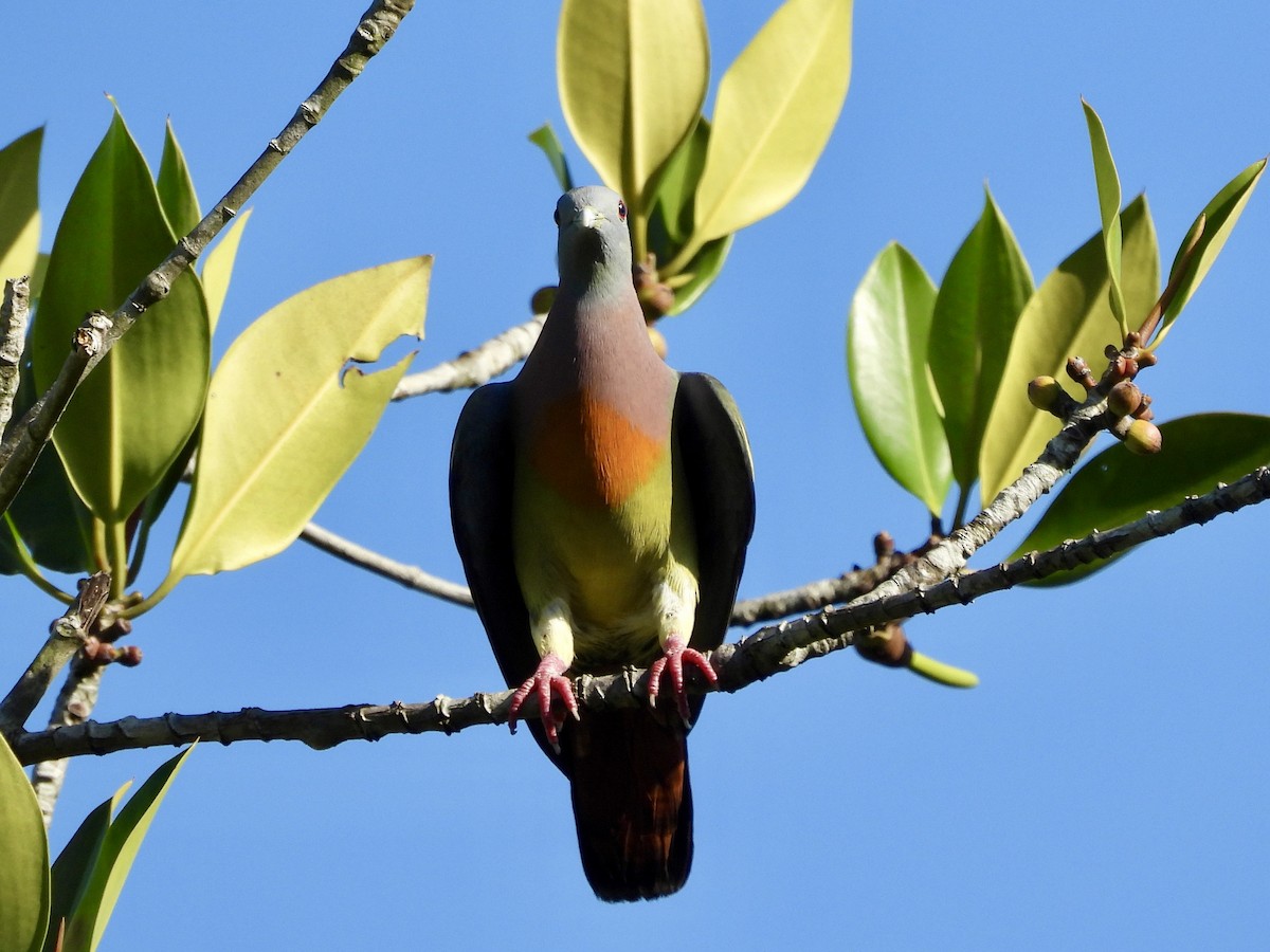 Pink-necked Green-Pigeon - GARY DOUGLAS