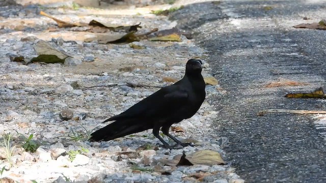 Large-billed Crow - ML566312761