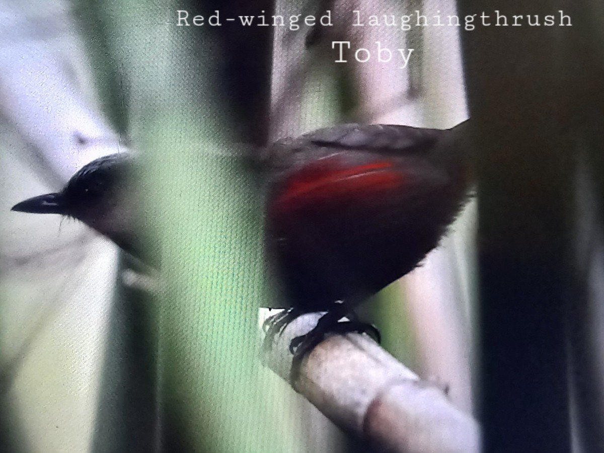 Red-winged Laughingthrush - ML566313611
