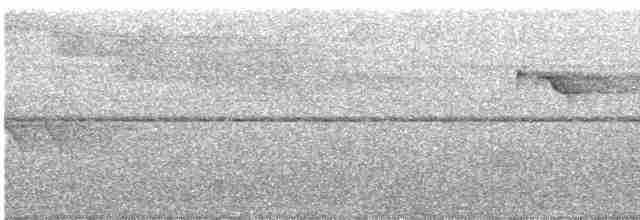 Индиговый зимородок (nigrirostris) - ML566316201