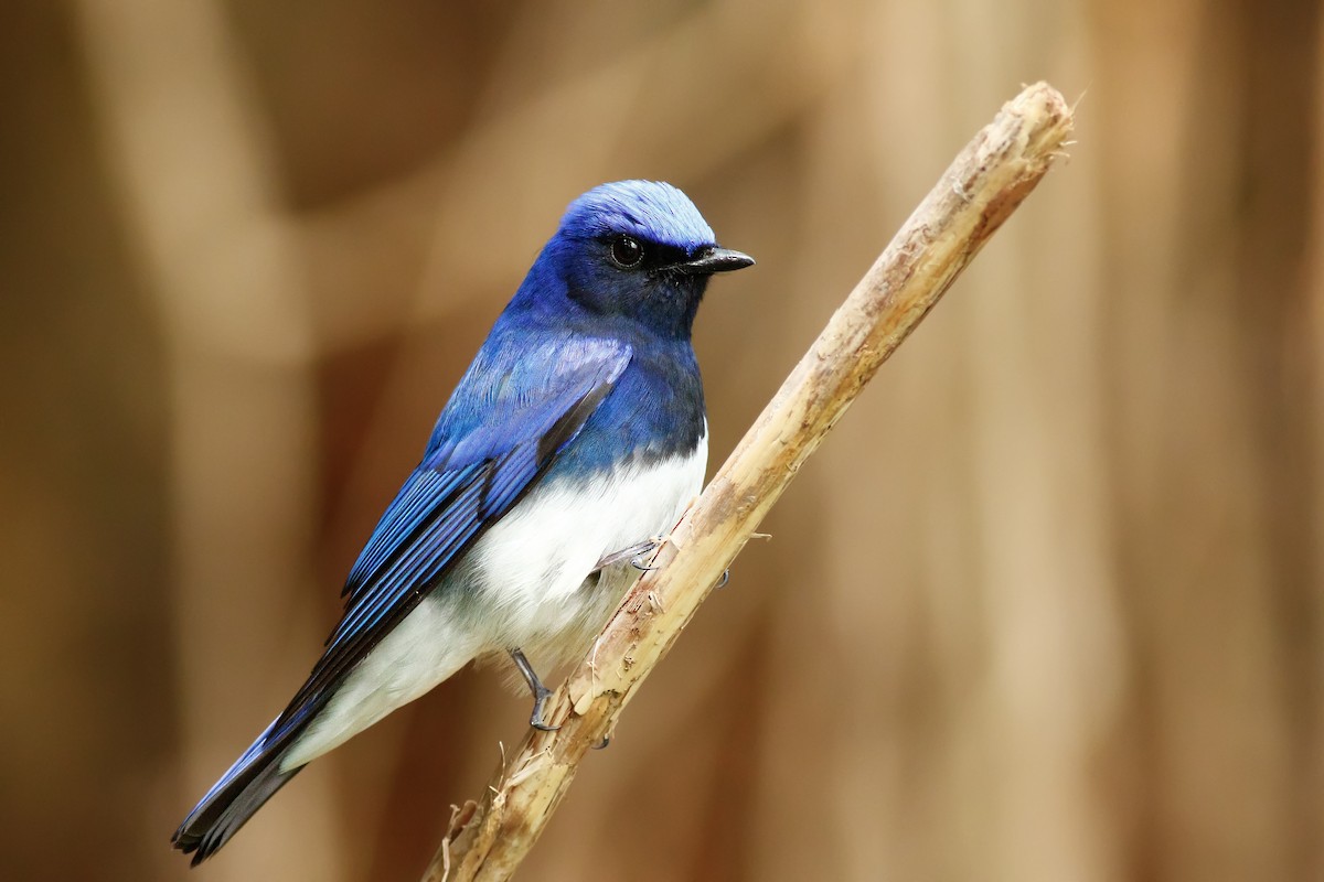Blue-and-white Flycatcher - ML566318391