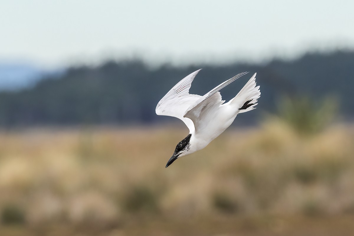 Gull-billed/Australian Tern - ML566325901