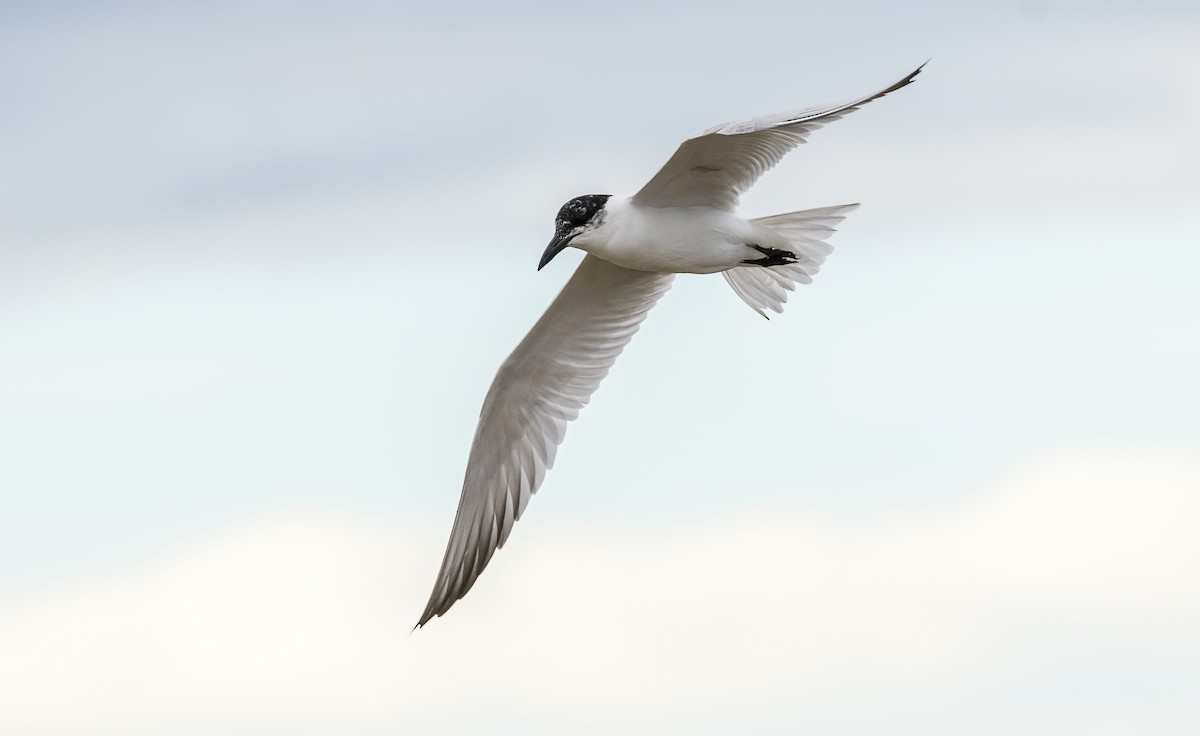 Gull-billed/Australian Tern - ML566325921