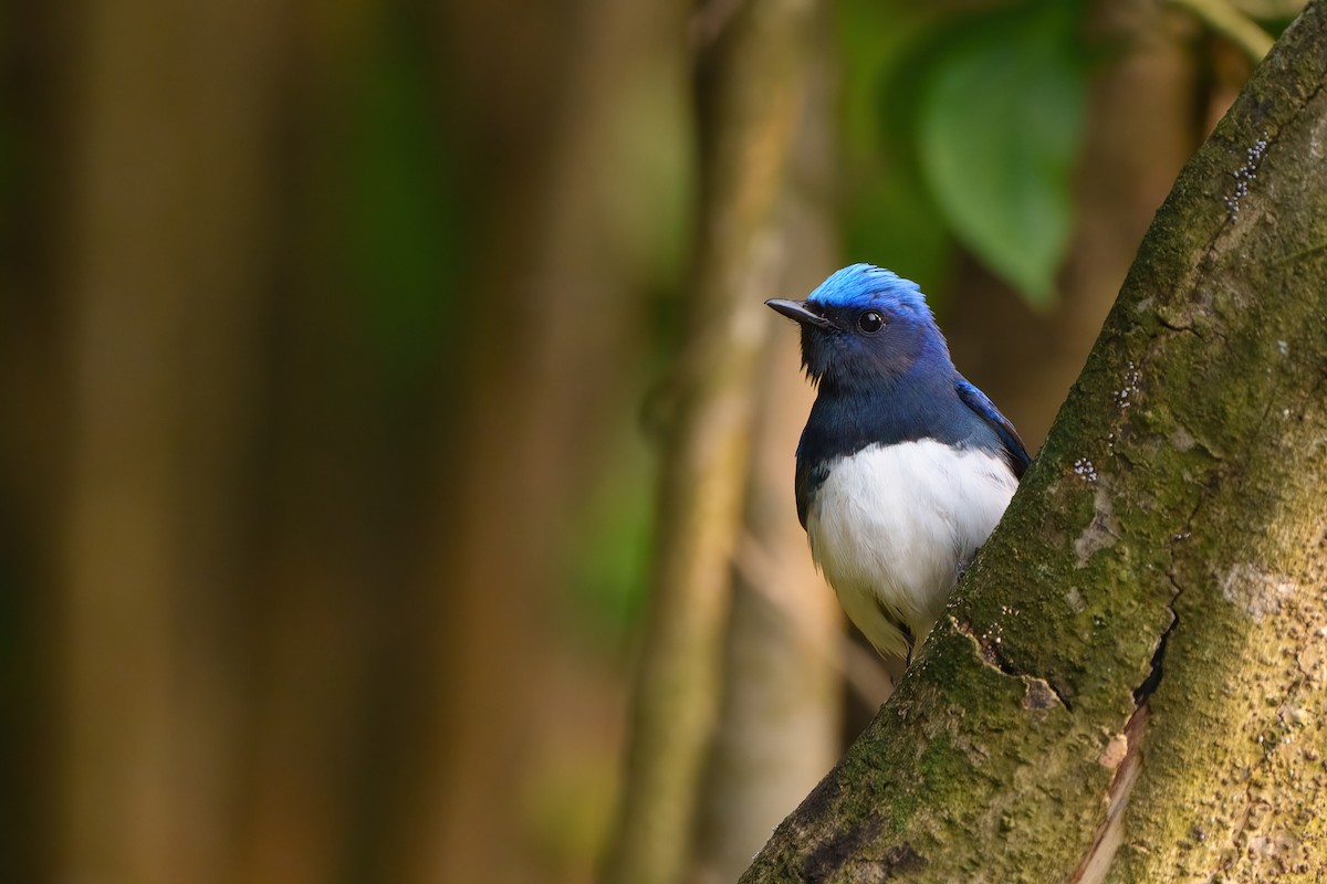 Blue-and-white Flycatcher - ML566326861