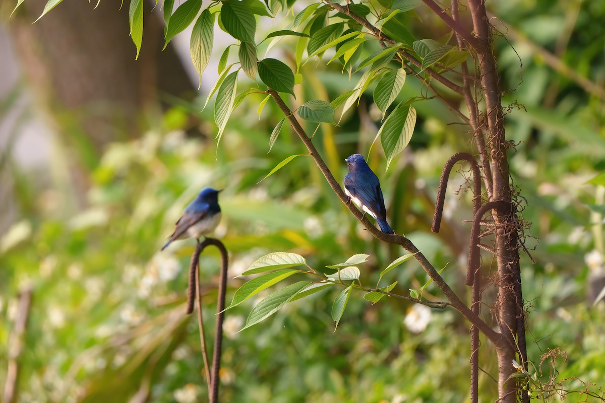 Blue-and-white Flycatcher - ML566326871