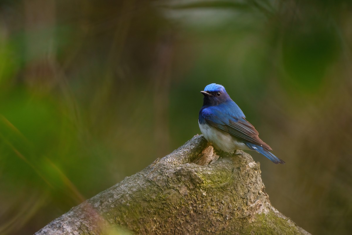 Blue-and-white Flycatcher - ML566326891