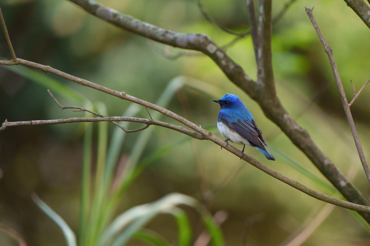 Blue-and-white Flycatcher - ML566326901
