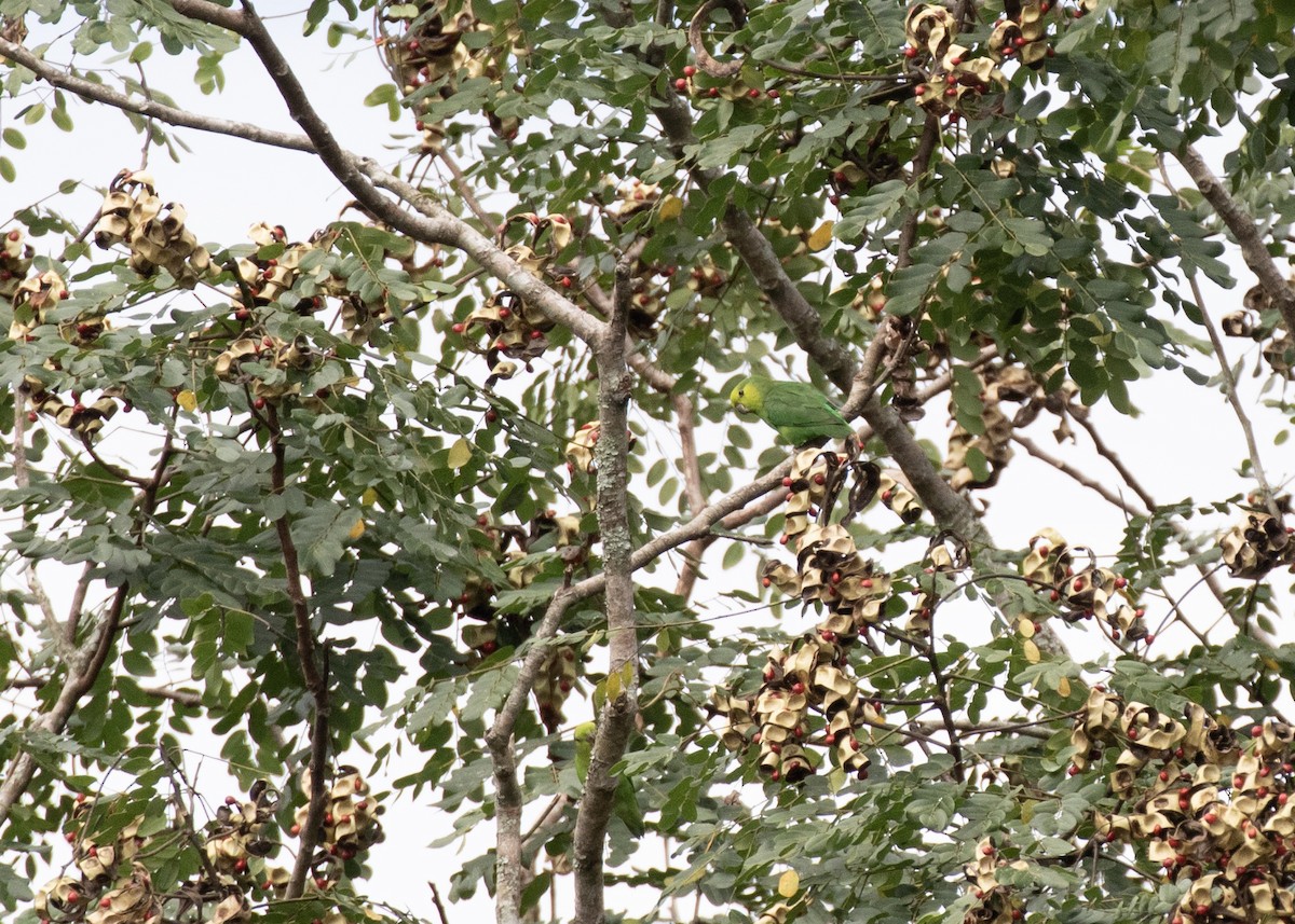 papoušíček tmavozobý (ssp. sclateri) - ML566327741