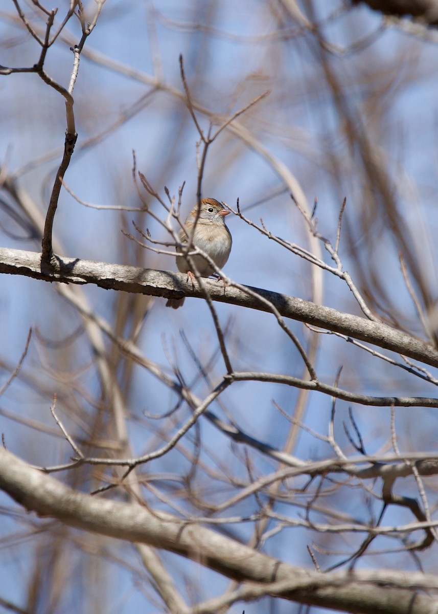 Field Sparrow - ML566337711